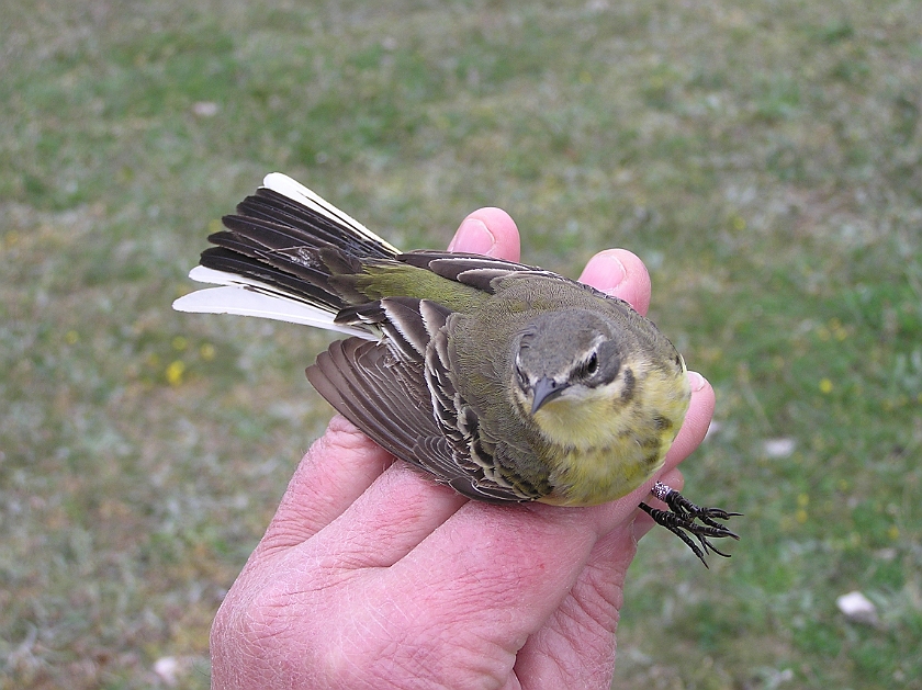 Yellow Wagtail, Sundre 20090516